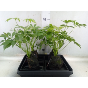 Arr.   Kamerplant Groen H%