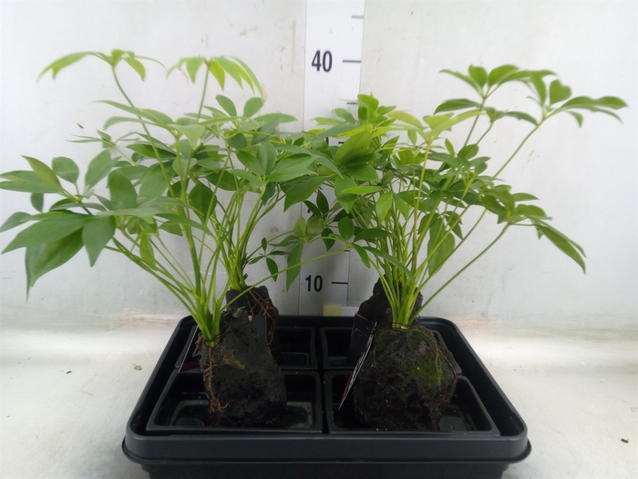 <h4>Arr.   Kamerplant Groen H%</h4>