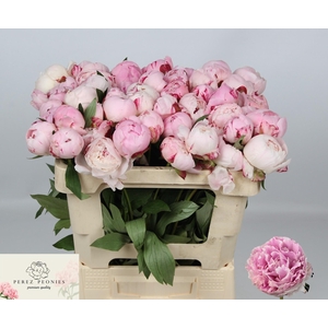 PAEO L SARA BERNHARD