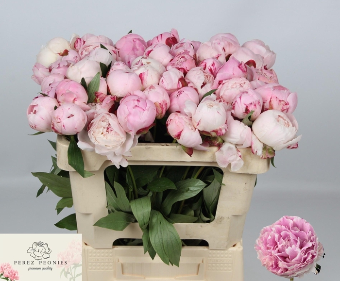 <h4>PAEO L SARA BERNHARD</h4>