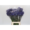 Agapanthus EYFORI Blue