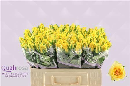 <h4>R Gr Moonwalk</h4>