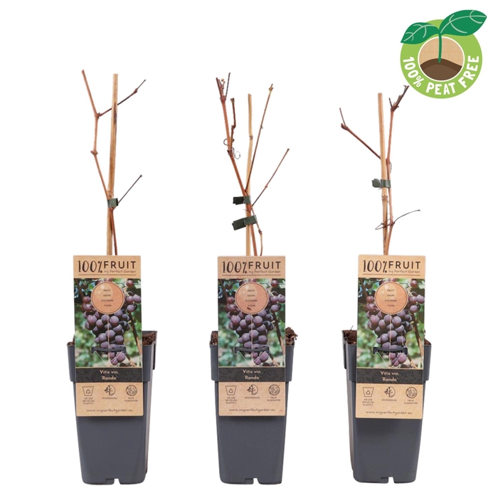 <h4>Vitis overig wit</h4>