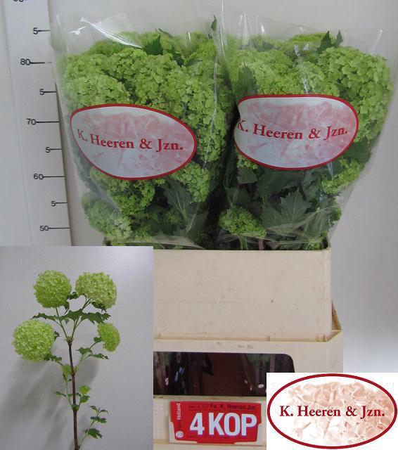 <h4>VIBURNUM ROSEUM ST</h4>