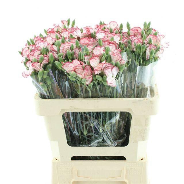 <h4>DI TR SIMPLY STRIKE EXTRA</h4>