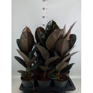 Ficus elastica 'Abidjan'
