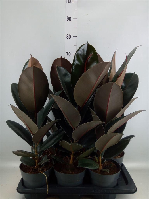 <h4>Ficus elastica 'Abidjan'</h4>