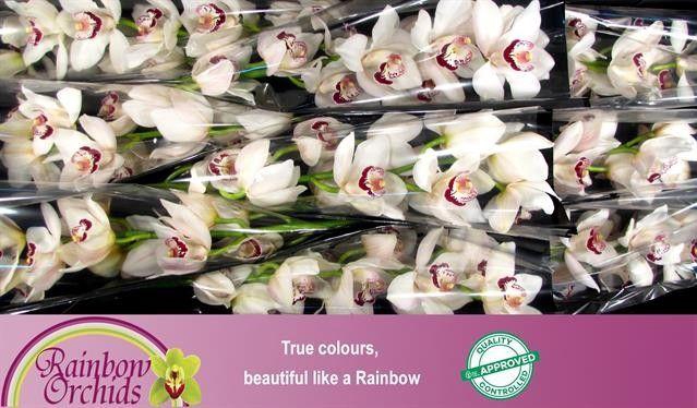 <h4>CYMB T MRS. ESMEE</h4>