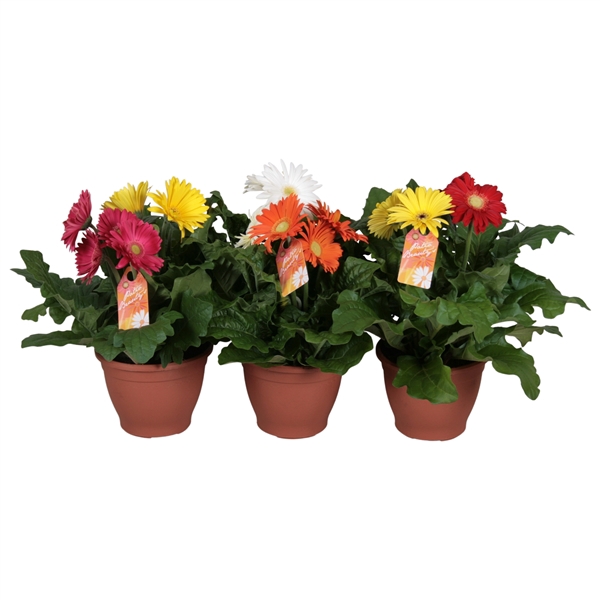 <h4>Gerbera 3+bl 17cm patio getoefd 2 kleuren per pot</h4>