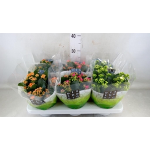 Kalanchoe blos.   ..rosebud mix  5