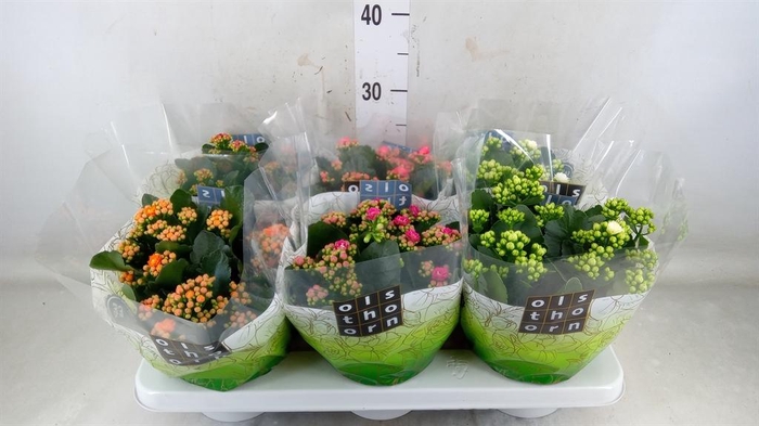 <h4>Kalanchoe blos. ..rosebud mix 5</h4>