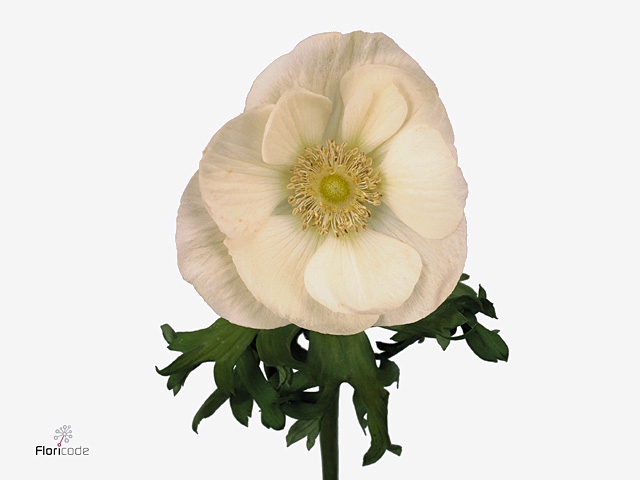 Anemone Marianne White