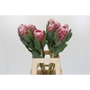 Protea Lady Di