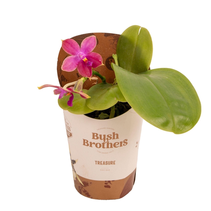 <h4>Phalaenopsis overig</h4>