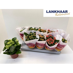 KAL GE PERF GEM 5 KL