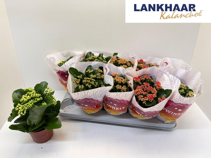 <h4>KAL GE PERF GEM 5 KL</h4>