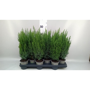 Chamaecyparis laws. 'Ellwoodii'