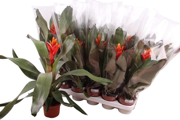 <h4>AECH PE ELEGANT FLAM</h4>