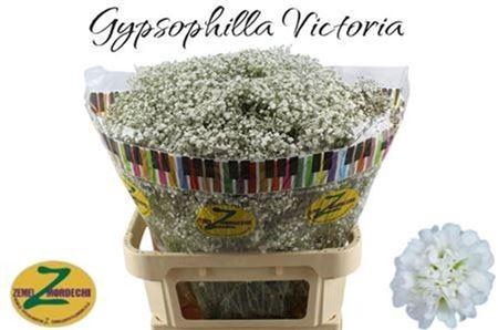 <h4>Gyps Pa Whi Victoria</h4>