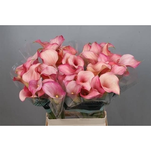 Calla Blushing Lady