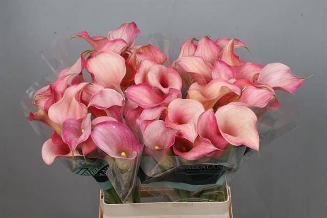 <h4>Calla Blushing Lady</h4>