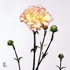 HIPP GA ROYAL VELVET