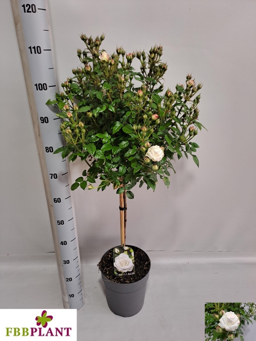 <h4>ROSA ST OV</h4>