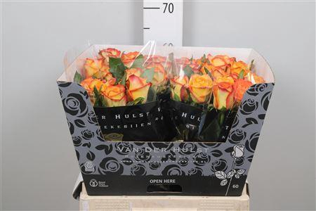 <h4>R Gr Catalunya+</h4>