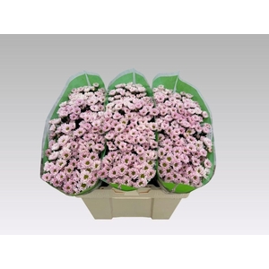 Chr S Rossi Pink