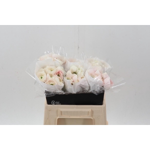 Ran Cloni Hanoi 40cm Ecu