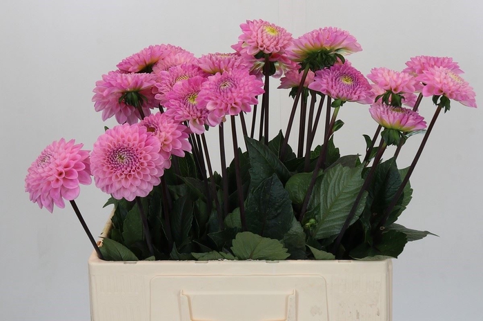 <h4>Dahlia BA 'Wizard of Oz'</h4>