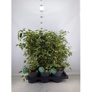 Ficus benja. 'Twilight'