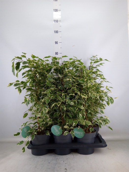 <h4>Ficus benja. 'Twilight'</h4>