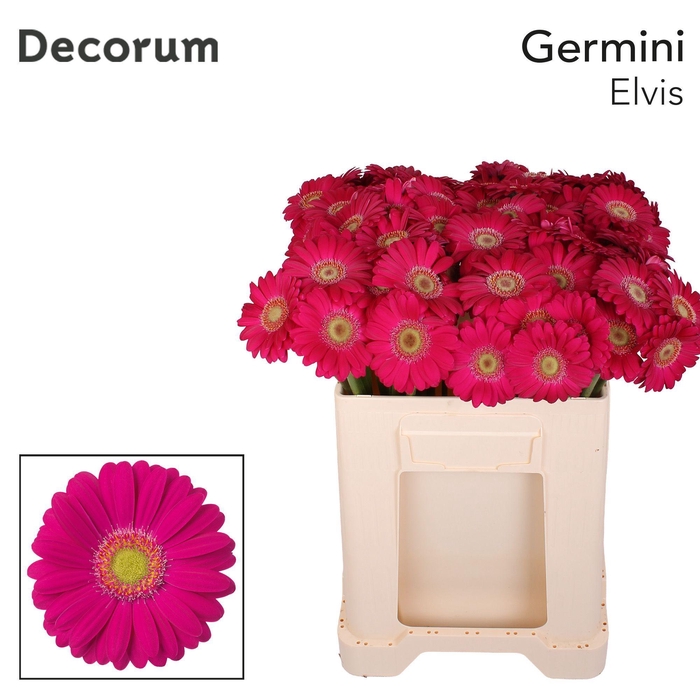 <h4>Germini Elvis Water</h4>