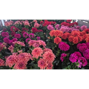 DAHLIA MIXK 5 KL