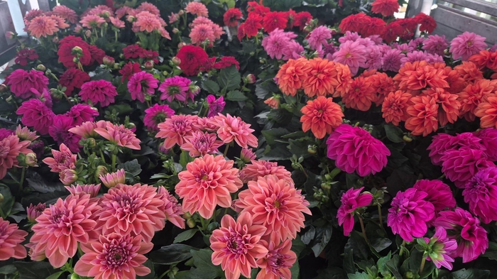 <h4>DAHLIA MIXK 5 KL</h4>