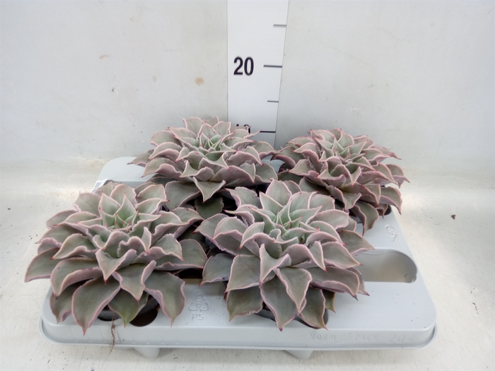 <h4>Echeveria   ...</h4>