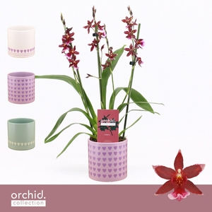 Barrocco Red, 3/4-spike Compact in Horizon Love 'Orchid Collection'
