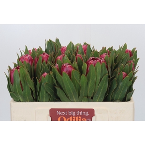 Protea Brenda