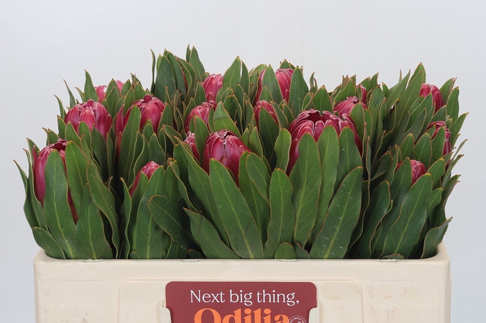 <h4>Protea Brenda</h4>