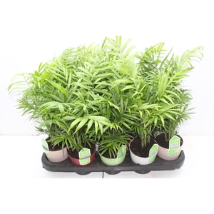 CHAMAEDOREA ELEGANS P11