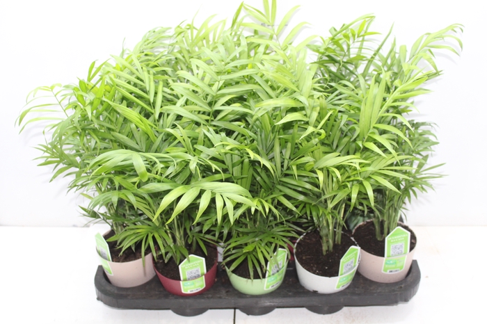 <h4>CHAMAEDOREA ELEGANS P11</h4>