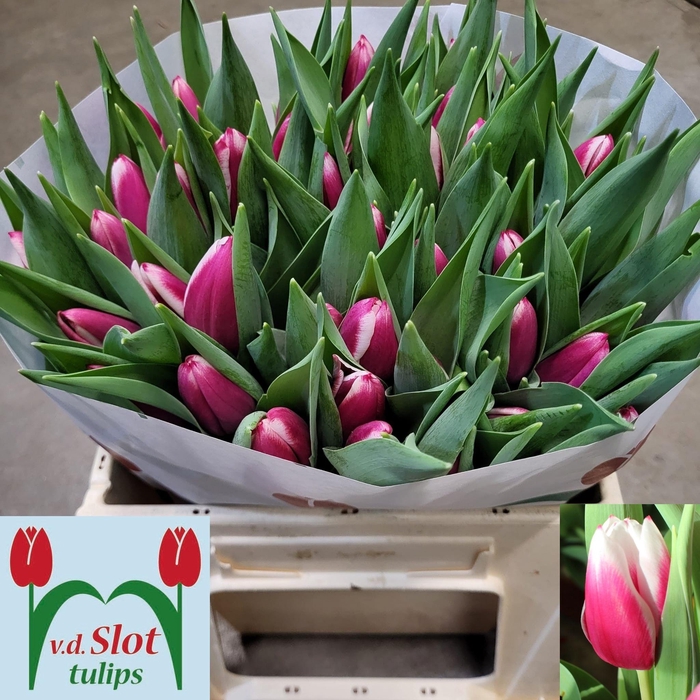 <h4>TU EN KAMALIYA</h4>