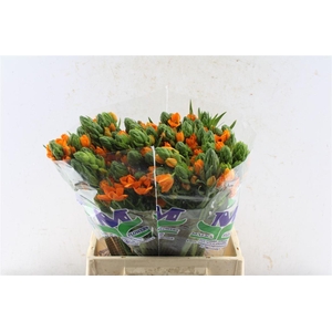 Ornithogalum Sunshine Orange