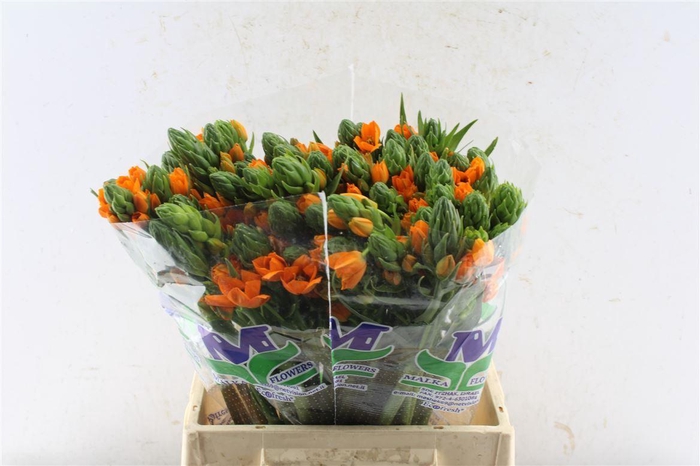 <h4>Ornithogalum Sunshine Orange</h4>
