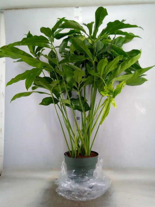 <h4>Philodendron  'Fun Bun'</h4>