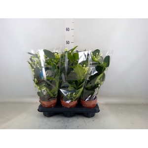 Stephanotis floribunda   ...