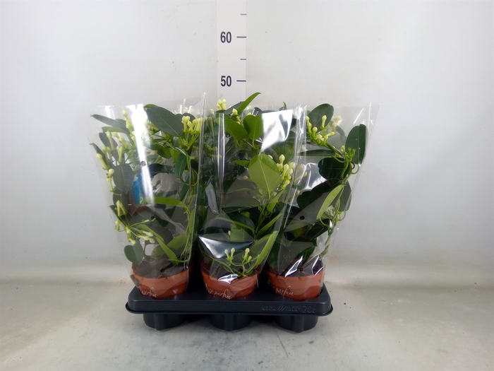 <h4>Stephanotis floribunda   ...</h4>