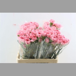 Di St Chevin Pastel Pink