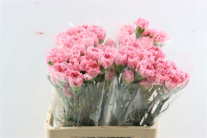 <h4>Di St Chevin Pastel Pink</h4>